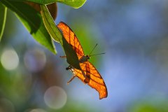 Ruddy Daggerwing