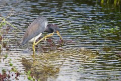 Tricoloured Heron scratches an itch