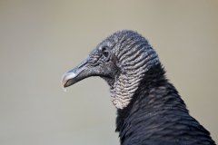 Black Vulture (or perhaps a High Court judge)