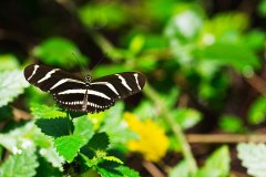 Zebra Longwing