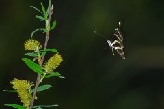 Zebra Longwing coming in for landing