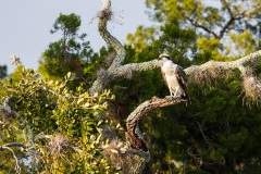 Osprey