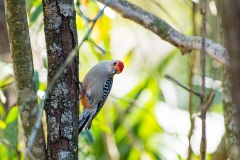 Red-Bellied Warbler