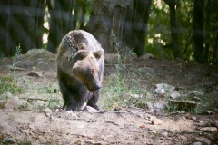 Former 'dancing bear' rescued from Gypsies, Arcturos bear sanctuary, Nymfaio  