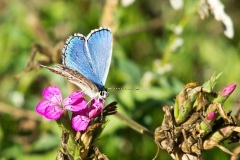 Blue (Lycaenid) butterfly, Lake Mikri Prespa  