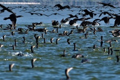 Great Cormorants, Lake Kerkini  