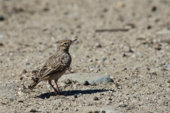 Crested Lark, Lake Kerkini  