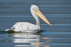 Dalmatian Pelican  