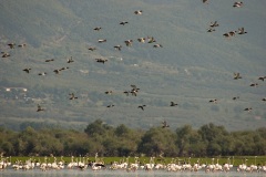 Common Pochard ducks and Greater Flamingos, Lake Kerkini  
