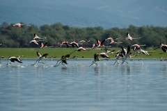 Greater Flamingos, Lake Kerkini (honestly, not Kenya)  