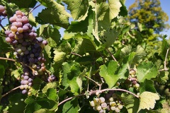 Xinomavro grapes, Naousa (major wine-producing region)  