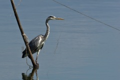 Grey Heron, Lake Kerkini  