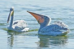 Pelican x-ray  