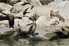 Pygmy Cormorants, Lake Kerkini  