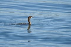 Rare Pygmy Cormorant, Lake Mikri Prespa  