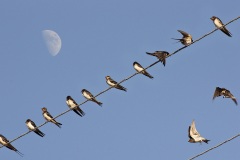 Barn Swallows, Palaios Agios Athanasios  