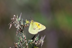 Berger's Clouded Yellow butterfly, Lake Mikri Prespa  