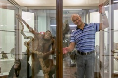 Ape display at La Specola, the Museum of Zoology and Natural History 