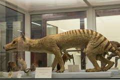 A Tasmanian wolf or thylacine, extinct since the 1930s thanks to sheep farmers (may they forever rot in Hell) 