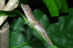Jamaican Grey Anole (endemic) 