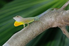 Jamaican Turquoise Anole, threat display 