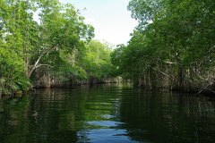 Red Mangroves, Black River 