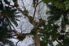 Tree with epiphytes 