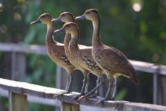 West Indian Whistling Ducks 