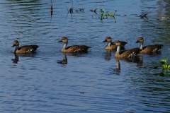 West Indian Whistling Ducks (endangered) 