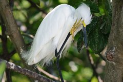 Snowy Egret, scratching itch 