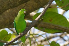 Green-rumped Parrotlet 