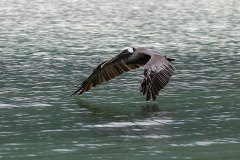 Brown Pelican 