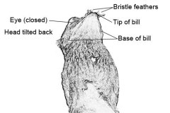 Northern Potoo (click for schematic) 