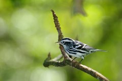 Black-and-white Warbler 