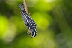 Black-and-white Warbler 