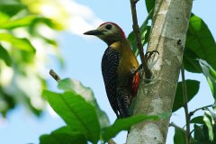 Jamaican Woodpecker (endemic) 