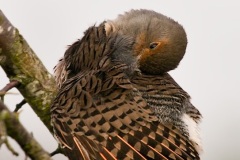 Northern "Red-shafted" Flicker