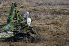 Snowy Owls, 1st year (top) and adult