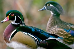 Wood Ducks, male (front) and female