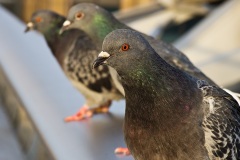 Millenium Bridge residents