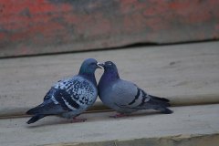 Pigeons - Spreuerbr?cke