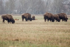 Bison, the symbol of Manitoba