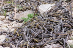 Red-sided Garter Snakes emerging from winter dens