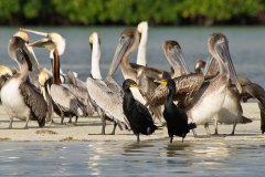 Neotropic Cormorants with Brown Pelicans