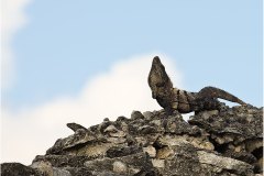Black Spinytail Iguana displaying on ruins at Tulum