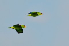 White-fronted Parrots, female above, male below