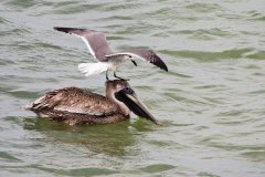 Laughing Gull hoping to steal a  Brown Pelican's catch