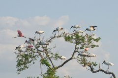 Wood Storks and Roseate Spoonbills