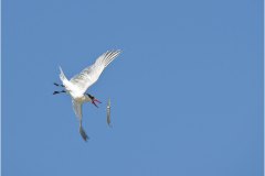 Caspian Tern flipping traumatised Needlefish in midair for easier swallowing