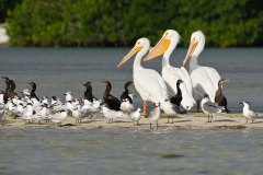 American White Pelicans, Neotropic Cormorants, Sandwich Terns, Laughing Gulls